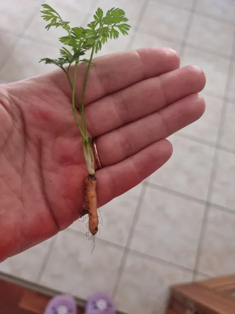 My mother’s first haul from her new vegetable garden