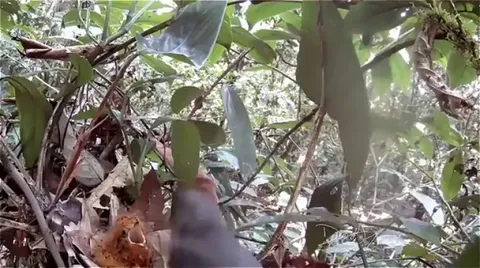 🔥 This baby bird instinctively mimics a poisonous caterpillar when it senses a predator nearby
