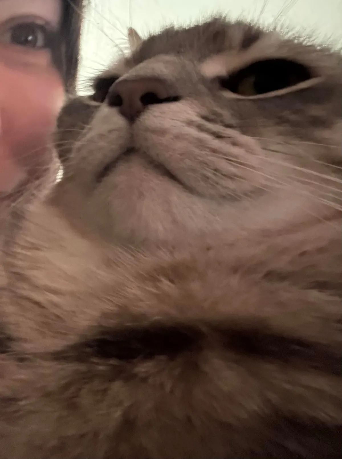 He bit my roommate so I’m posting his ugliest pics