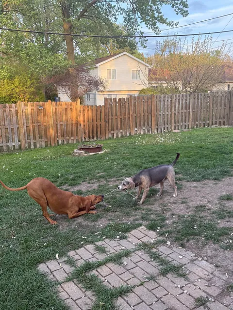 We want to adopt another so bad but don’t want to mess with the dynamic 🥲