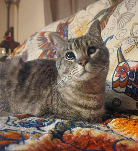 My crazy gutter kitty, found on the streets. Is living his best life.