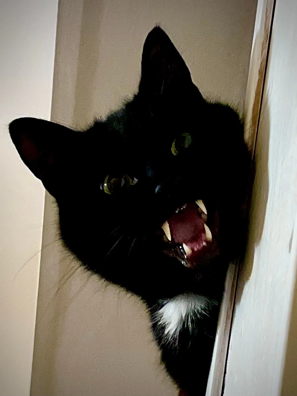 My boy James Washington demanding food in his “upstairs” dish…