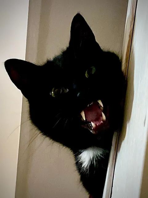 My boy James Washington demanding food in his “upstairs” dish…