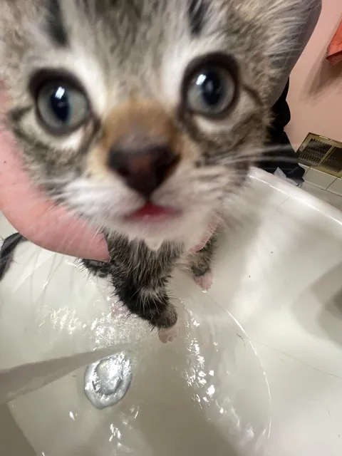 Bartholomew pooped on me😾