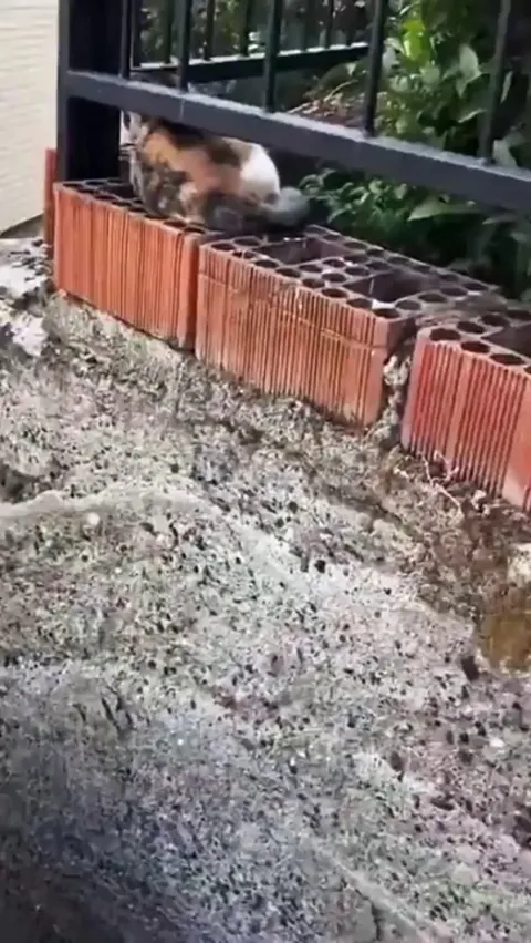 Cat got its leg stuck