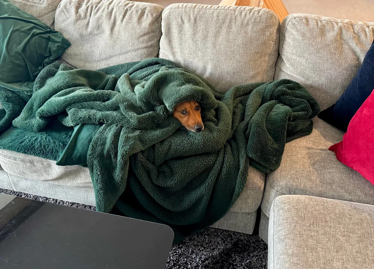 This is my cuddle monster Hector. His chin is on my shoulder as I post this