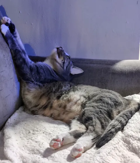 When the stretch is so good you just...shut down