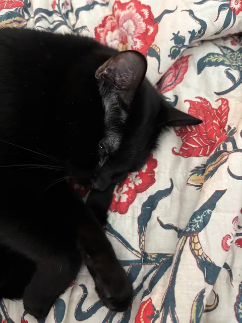 She loves to smell people breaths as a greeting