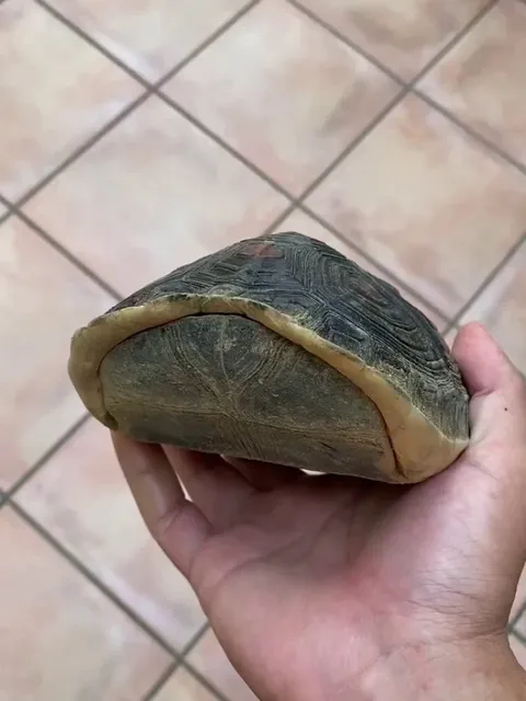 Box turtles are aptly named as they can completely close up their shell like a box