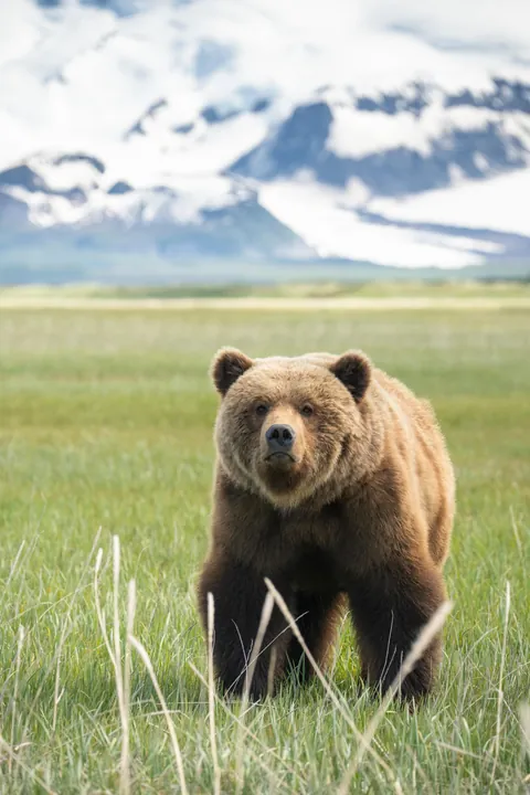 Bears and views in Alaska, June 2025