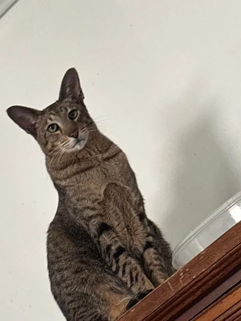 Spoiled rotten. Will not eat, star kiss tuna, only bumblebee. We are talking high maintenance.