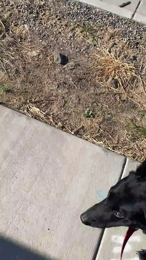 How most of our walks go