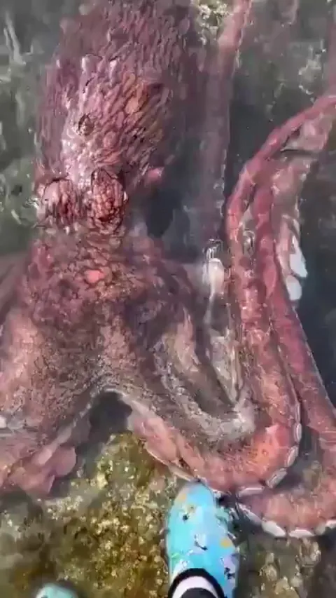 🔥It just wanted some pets was all🔥