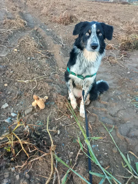 Moxie and her potato friendships... Small potato, big potato, weird potato 🥔❤️🐾