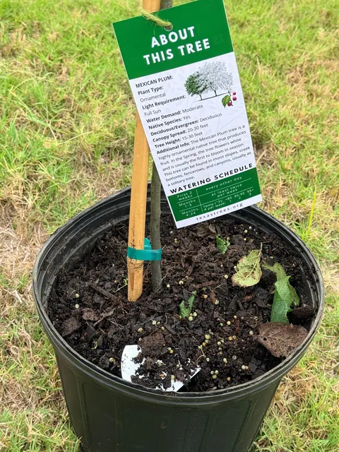 My city gave me a free tree. It’s a Mexican Plum Tree