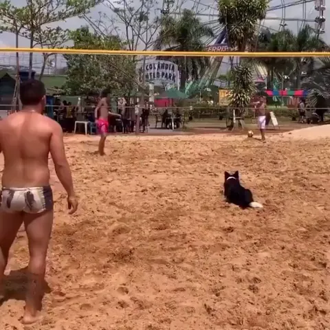 Doggo, a team player