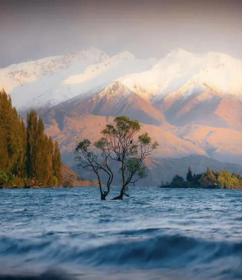 the Wanaka Tree
