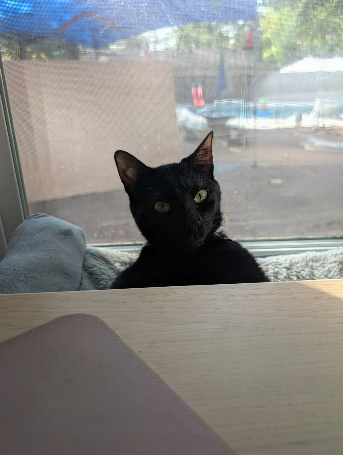 One year ago, I adopted my very first cat!