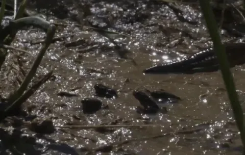 Giant leech discovers a nest of baby frogs and eats its fill