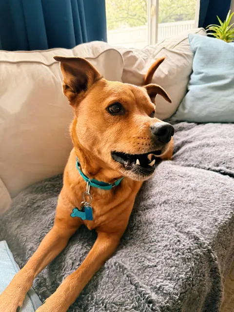 8 years old but still a puppy to me 🥹