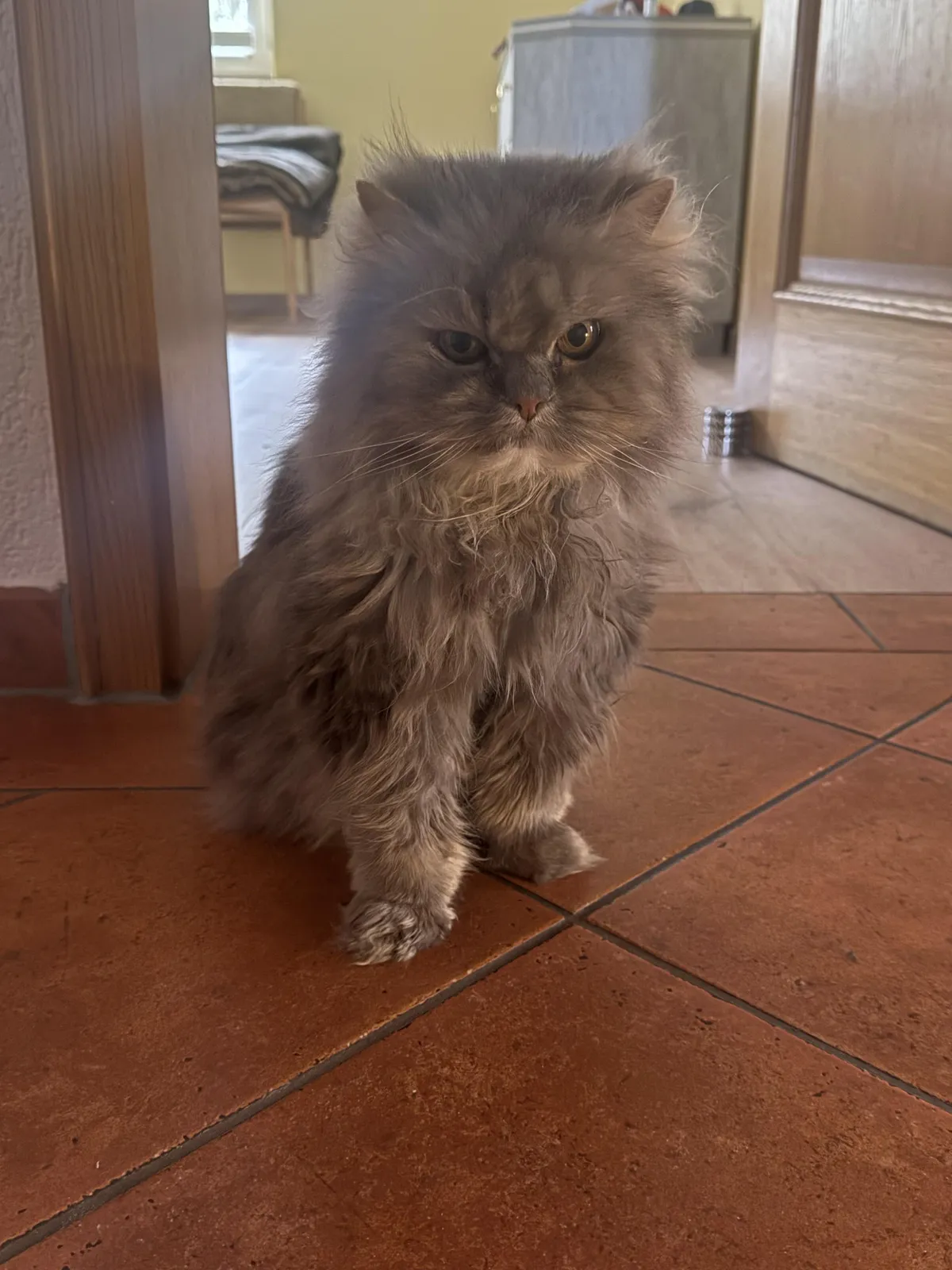 This cat is a mood! Our little owl