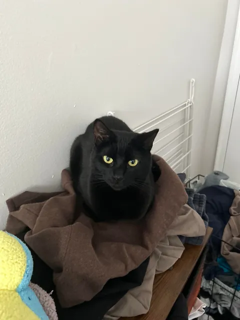 does anyone else’s void cat like to sit at their table