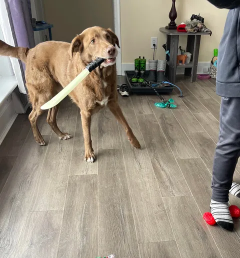 My Bassi bear tuned 10! My best boy, the best “big” brother and my best friend:)