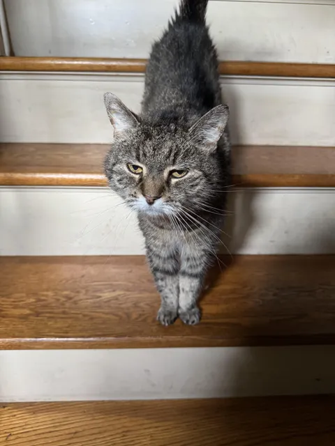 We did it! Klover (the 18 year old cat) didn’t die while my buddy was on vacation! Show her some love!