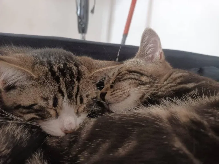 It took me and my daughters 15+ years, but my wife finally agreed to adopt new family members