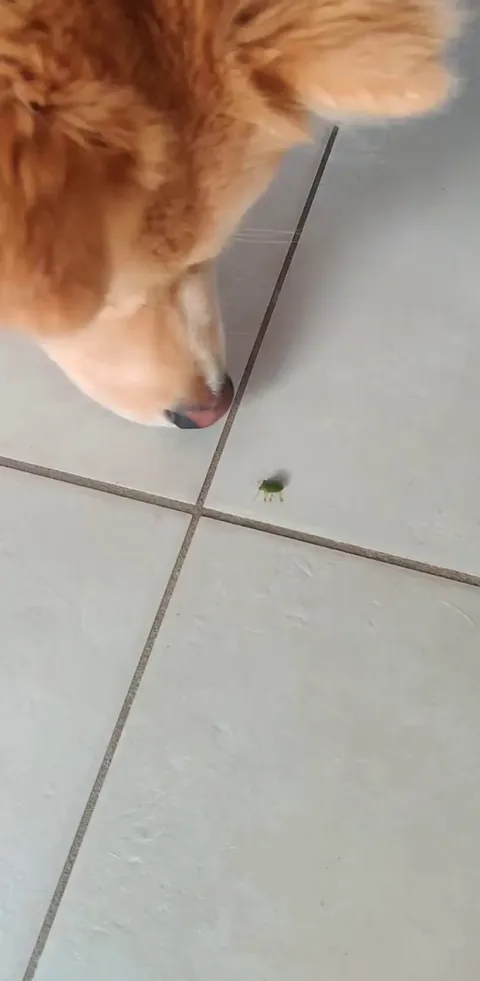 The fierce protector of the realm...