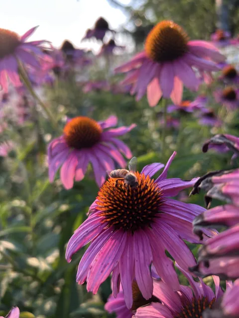 Coneflowers are so special to me
