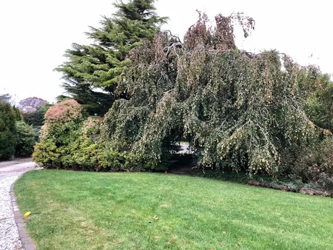 I've been pruning a living door into this weeping beech for 20years 2005 to 2026.