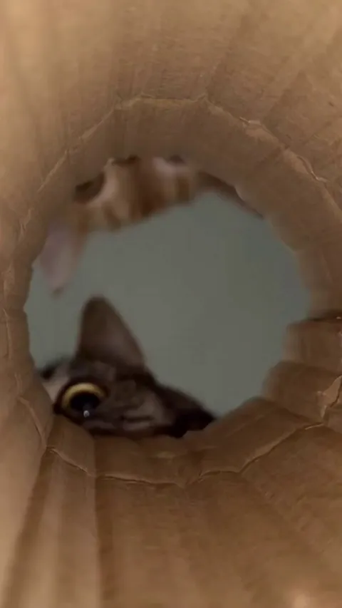 pov: you’re the last treat at the bottom of the bag ⁣ ⁣