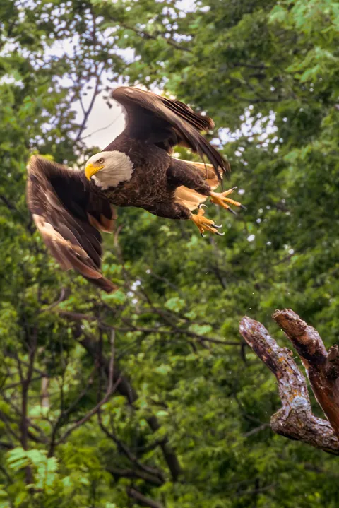 I took a photo of an eagle [OC]