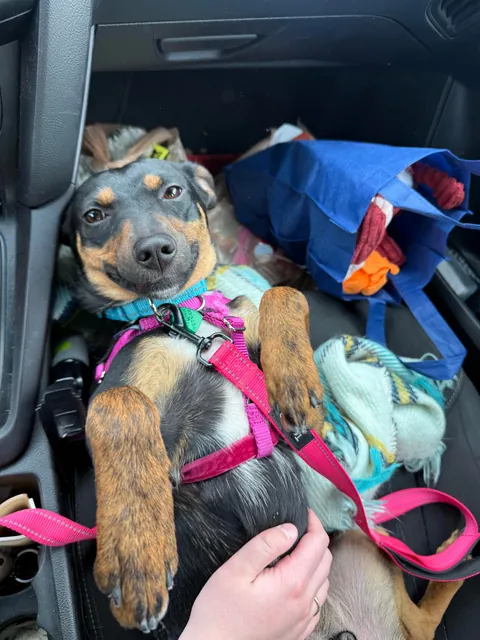 Took little Messiah for a field trip away from the shelter today