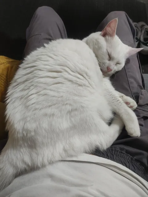 Cat sitting and it's 1 am, when can I go to bed. Help!