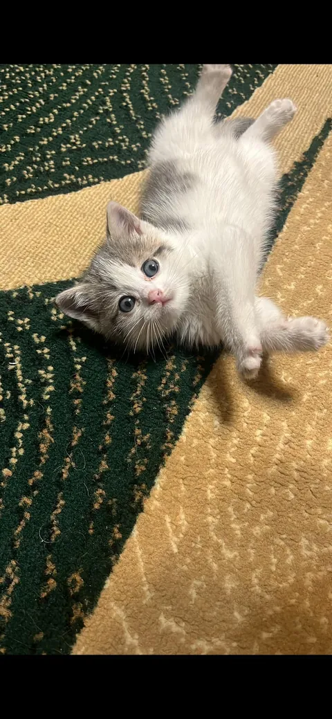 My daughter found this kitten outside, cold, hungry and with sick eyes… look at him now ❤️