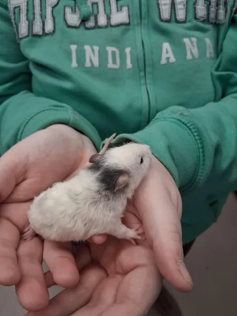 Is my new baby, Coconut 🥥 a curly hair rat?