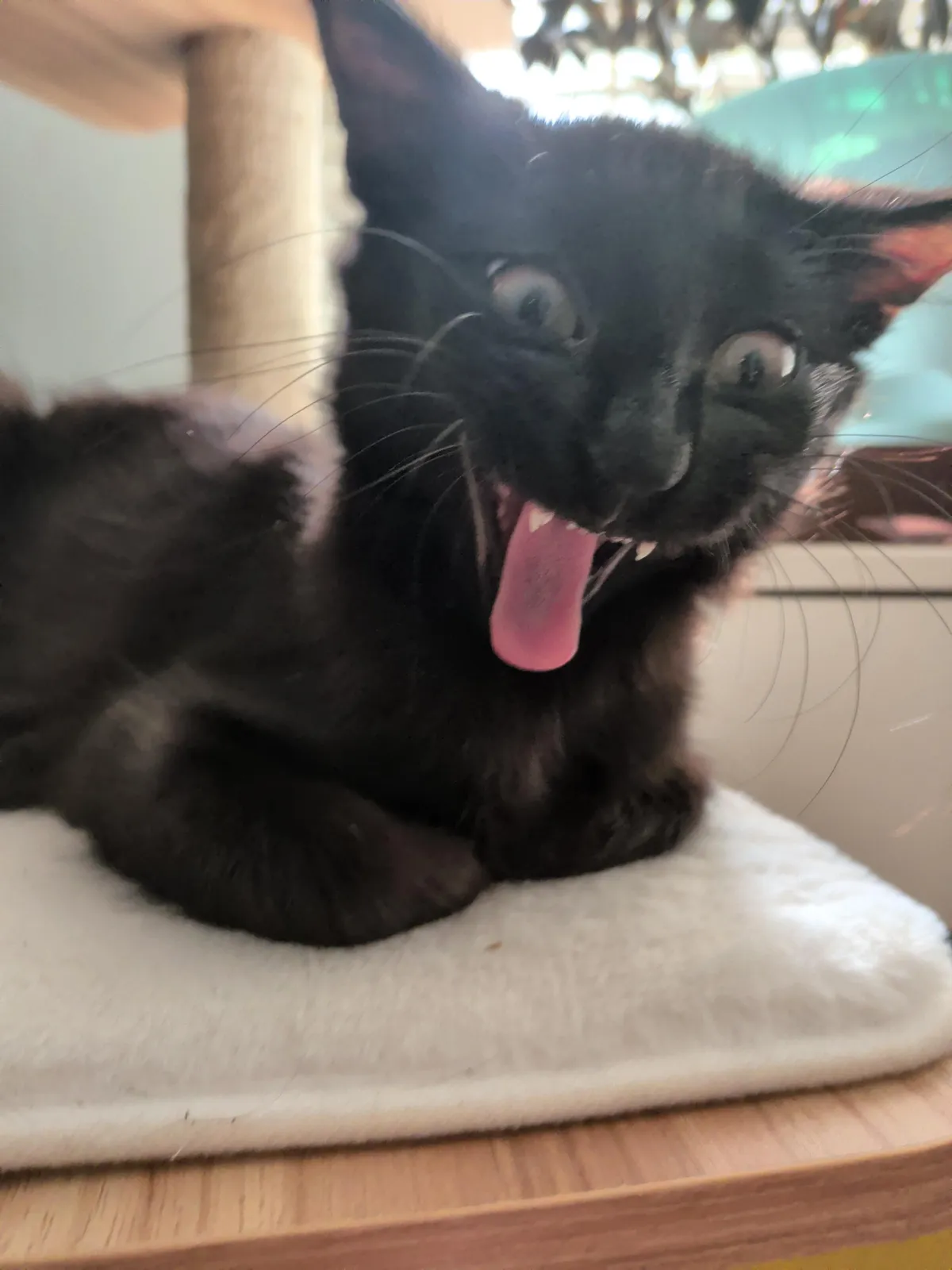 Show me your weirdos!