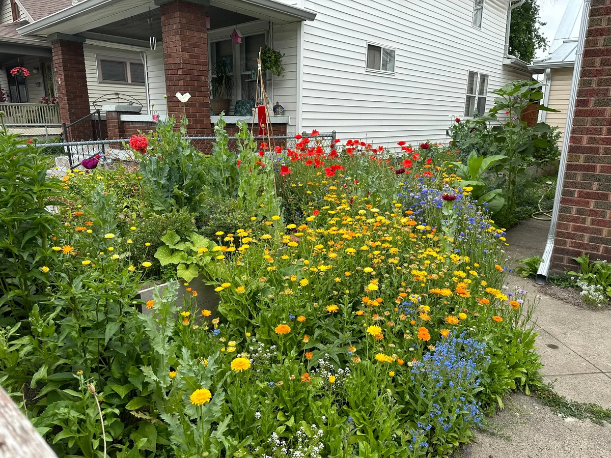 Before and After: We turned our lawn into a wildflower garden a few years back. It is now the joy of our summer!