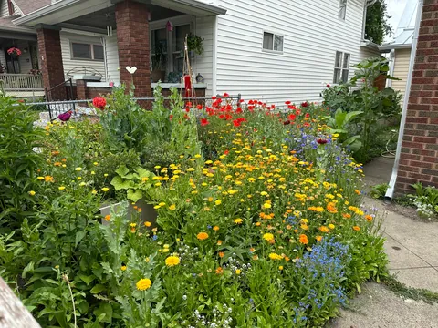 Before and After: We turned our lawn into a wildflower garden a few years back. It is now the joy of our summer!