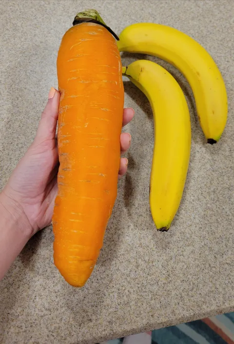 This giant carrot