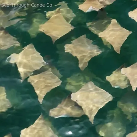 🔥 Large groups of rays swimming along the gulf coast between Tampa and Clearwater, Florida yesterday