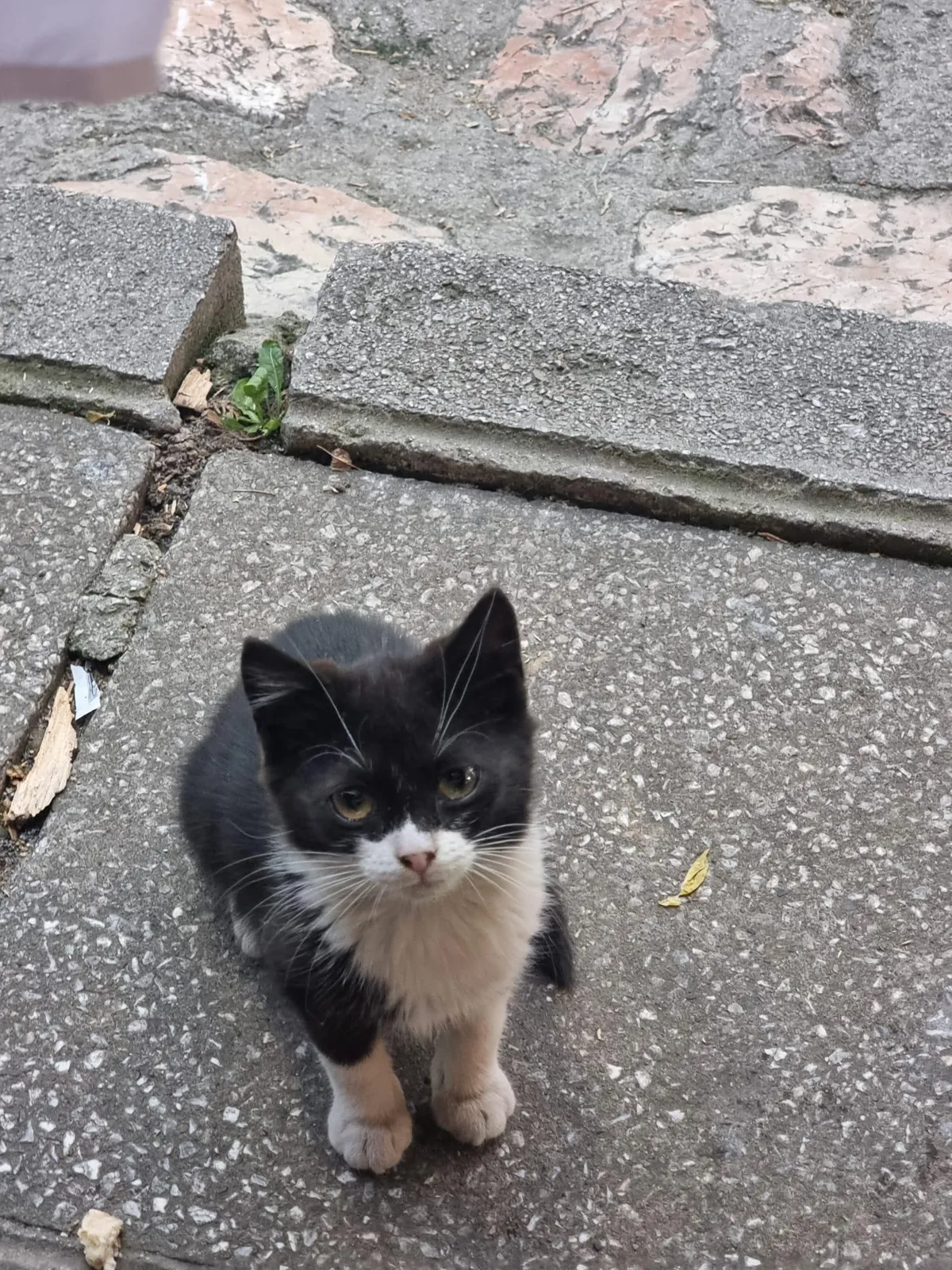 So I was eating at a restaurant and this little beggar in small tuxedo came to politely stare me into giving him some food without a single meow. What a distinguished gentleman/woman!