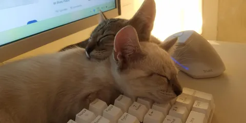 They can't press the keyboard because they are so small.