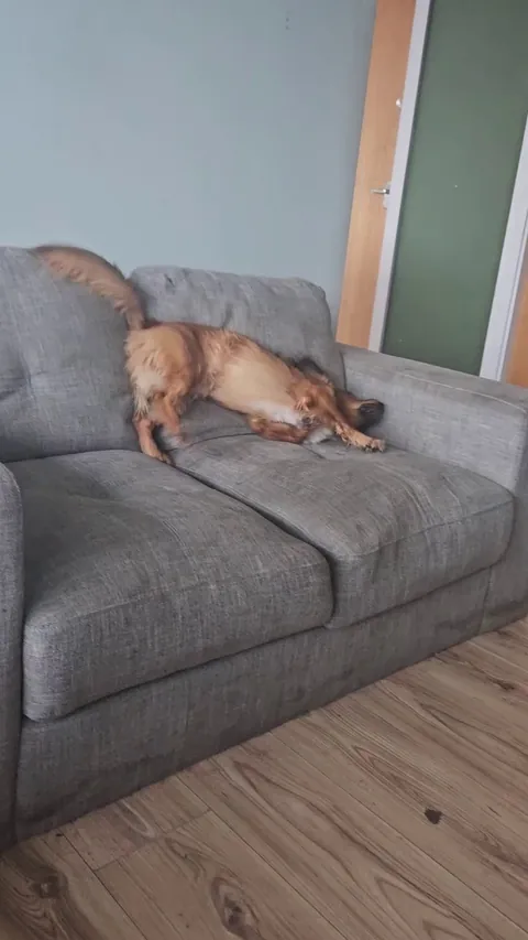 Kevin after his bath trying to get the clean smell off him.