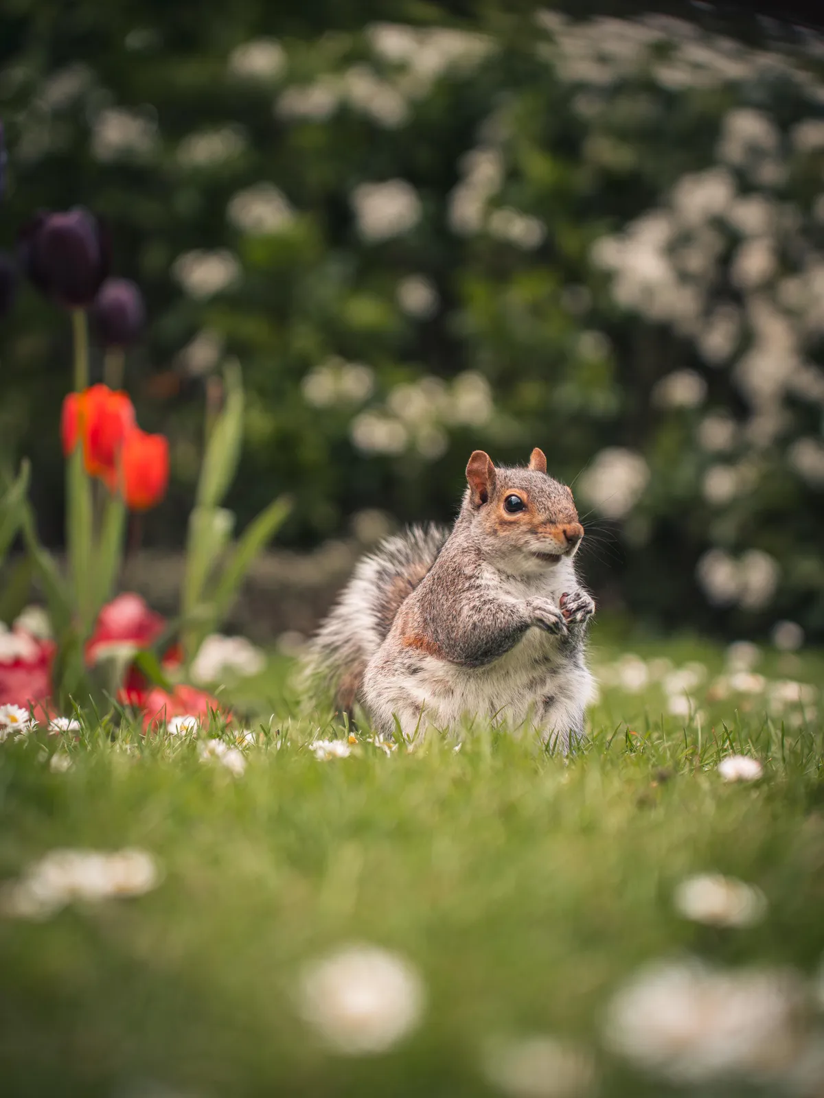 ITAP of a squirrel in London