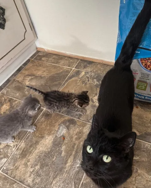 Found this void and her kittens on the side of a road 