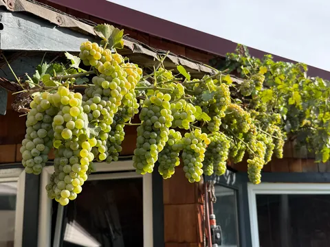 Year of the grapes 🍇