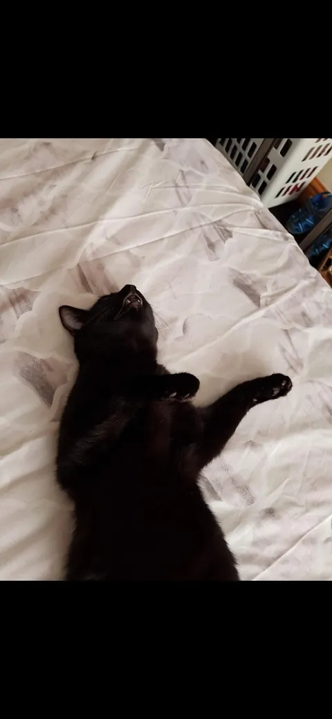 Acting dead because I haven't feed her 20 times today 🐈‍⬛️🖤